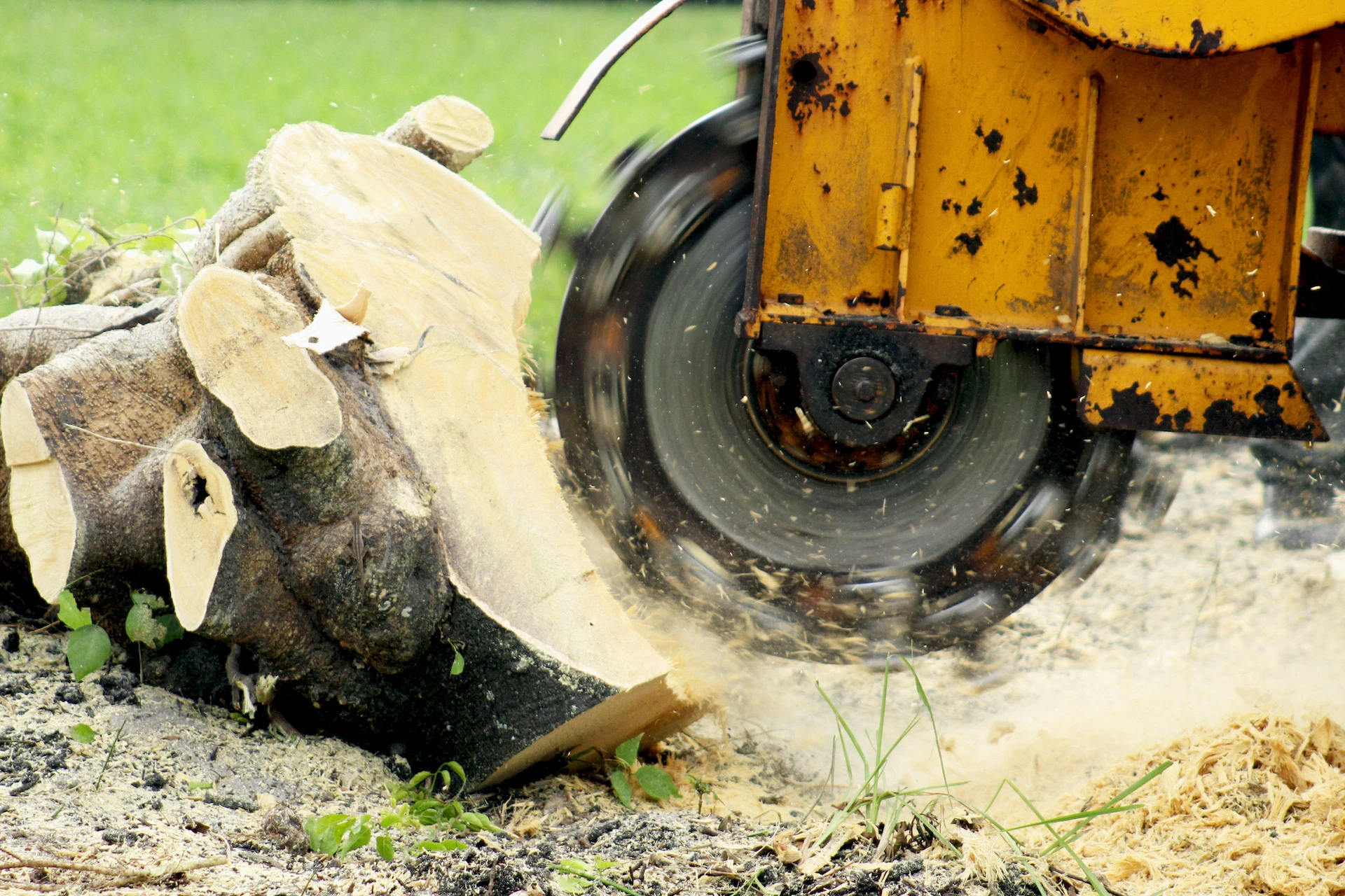 Benefits of Stump Grinding | Timber TEKS