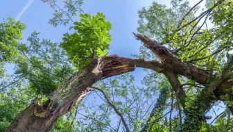 Emergency Tree Removal image