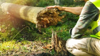 Hazard Tree Assessment image