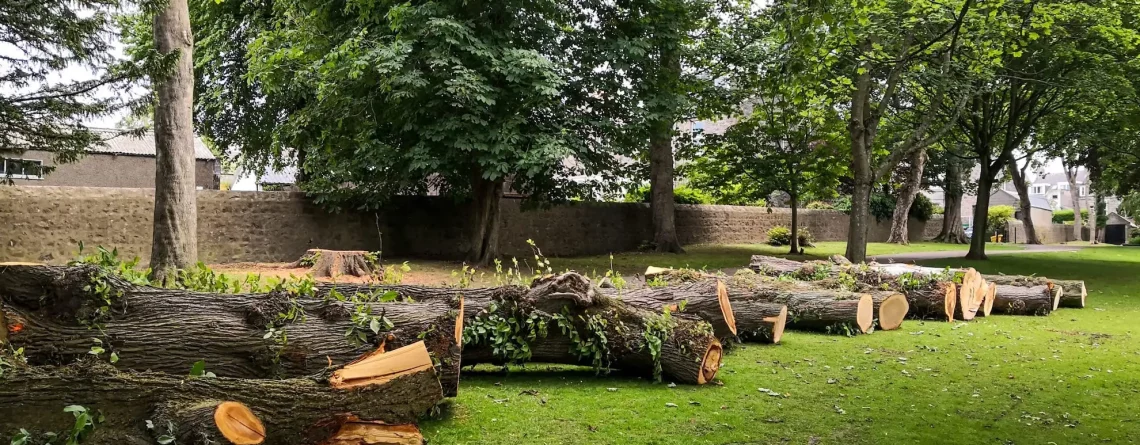 Tree Removal Services image
