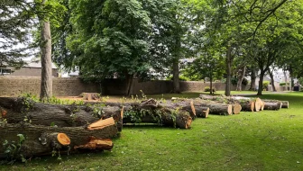 Tree Removal Services image