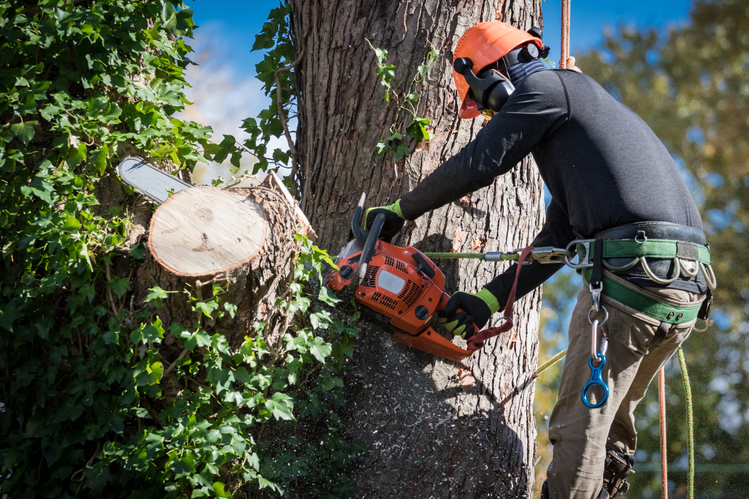 Tree Removal, Tree Trimming Vancouver Wa Timber TEKS