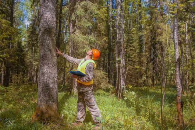 Tree Hazard Risk Management Hazard Tree Assessment Vancouver WA - Timber TEKS Service