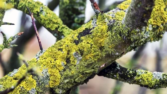 Tree Risk Assessments image