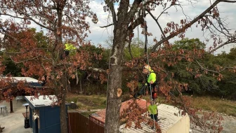 winter tree care WA image