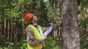 Treat Common Tree Diseases in Vancouver, WA image