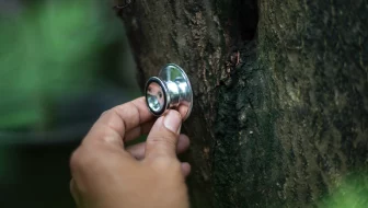 Tips from Our Arborists image