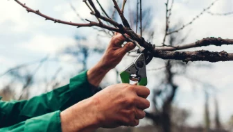Tree Maintenance image