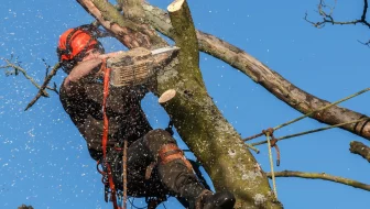 DIY Tree Removal image