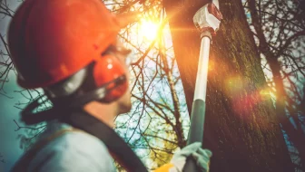 Properly Pruning Your Trees image