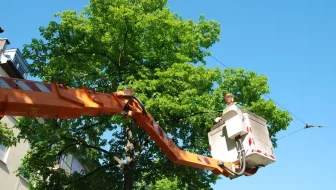 tree trimming services image