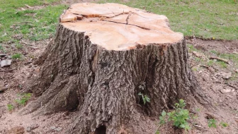 Tree Stump Grinding image