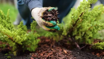 professional mulching techniques