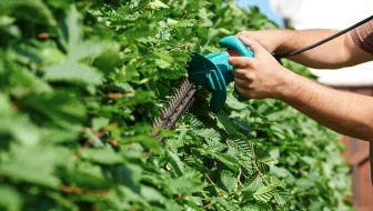 The Art of Tree Pruning