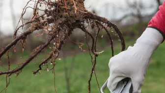 Secrets of Tree Root Care