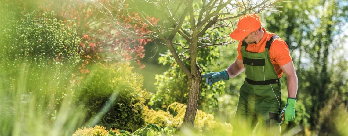 the importance of trees and implementing tree care