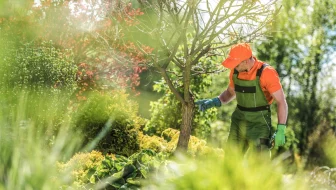 the importance of trees and implementing tree care