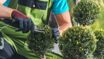 Professional Tree Care