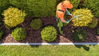 Tree Services in Longview