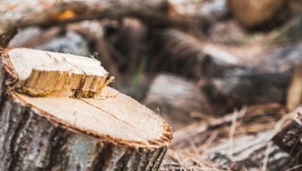 Tree stump