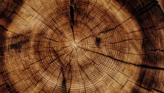 Tree removal