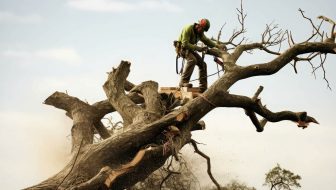 Tree Service in Wilsonville, OR