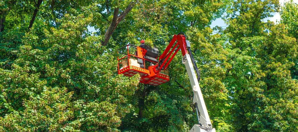 Tree Services in Ridgefield