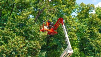 Tree Services in Ridgefield