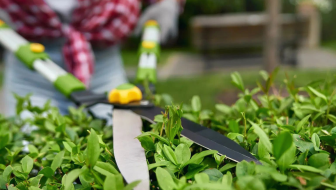 Tree Services in Fairview, OR