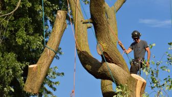 Hazard Tree Assessment