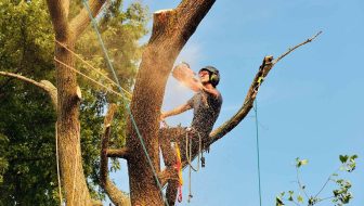 Hazard Tree Assessment in Vancouver, WA