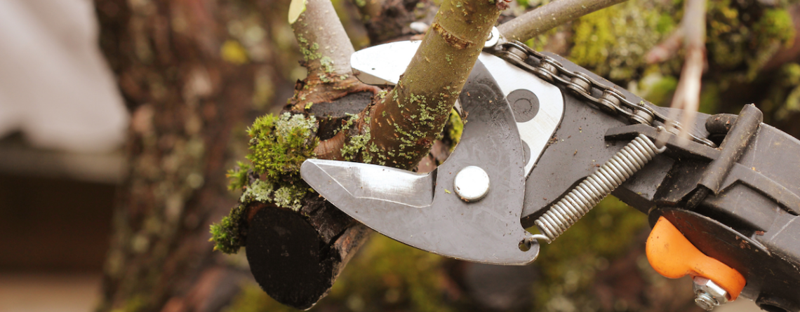 Summer Tree Prep Tips