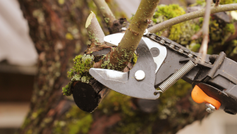Summer Tree Prep Tips
