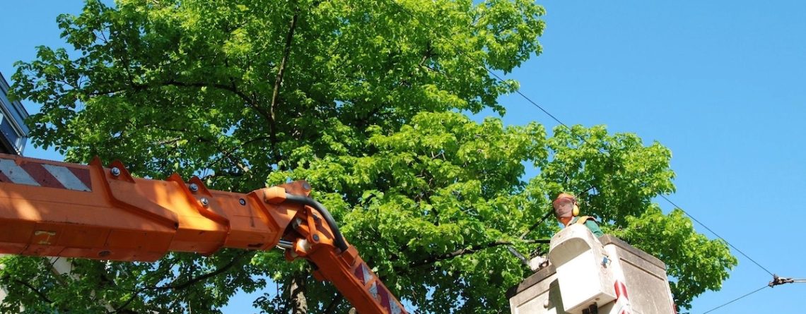 Tree Maintenance Benefits in Vancouver, WA